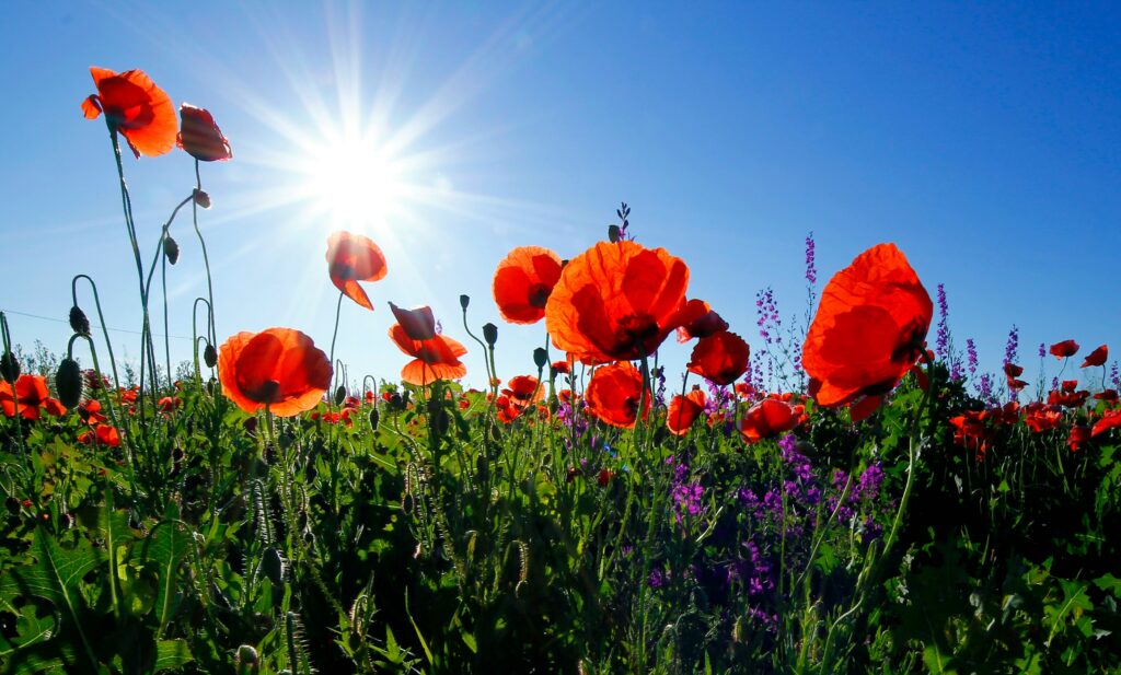 Poppies in a field with bright sky behind them